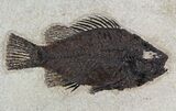 Cockerellites (Priscacara) Fossil Fish - Wyoming #51264-1